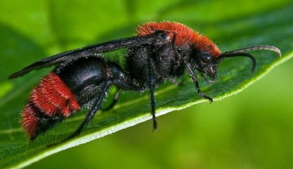 كارثة على الأرض...ربع حشرات العالم اختفت!