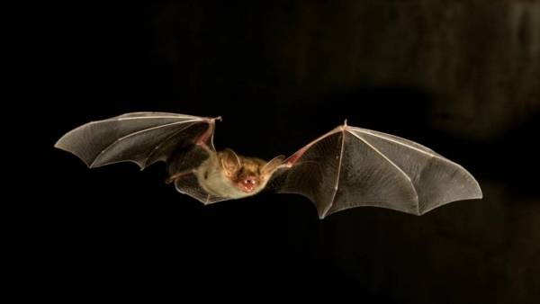الخفافيش تهاجم قرية مصرية جديدة والحكومة تتخذ إجراءات عاجلة