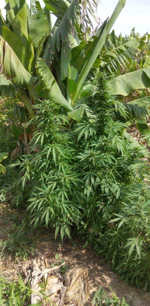 ضبط ٣٠٠ كغم من مادة الماريجوانا المخدرة بمداهمة مزرعة غرب البلقاء