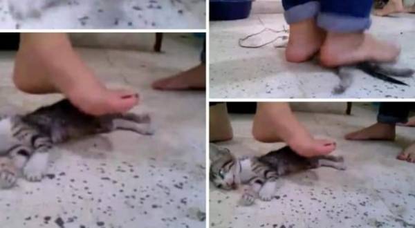 القصة الكاملة لتعذيب قطة بشكل وحشي حتى الموت