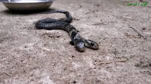 العثور على أفعى برأسين في الهند – (شاهد)