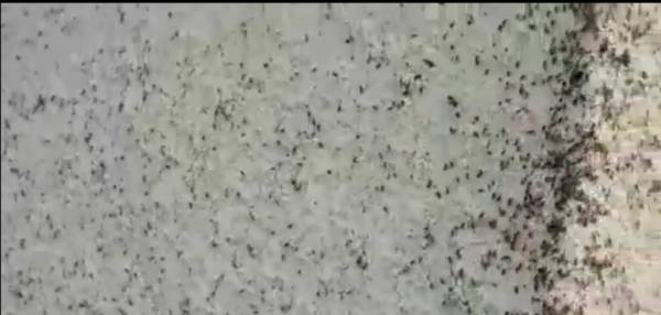 الزراعة: حملات رش لمواجهة البق الصحراوي