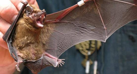 أسواق آسيوية تبيع الخفافيش والقرود والثعابين