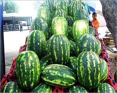 الزراعة توضح حقيقة هرمنة البطيخ ..؟!