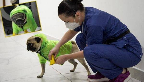 كلب يعمل كـ”معالج نفسي” للأطباء خلال معركة كورونا