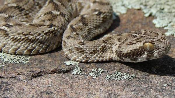 شاب مولع بالأفاعي يلقى حتفه بلدغة