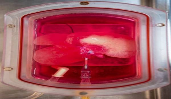 علماء يصنعون كبدا بشرية في المختبر من خلية جلد واحدة