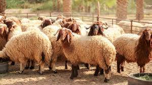 الزراعة تعدل اجراءات التصدير للاغنام