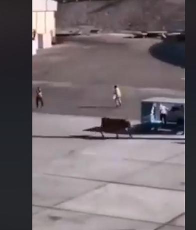 هروب ثور من باخرة في العقبة