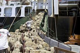 العقبة: تفريغ 157 الف رأس من الأغنام والعجول