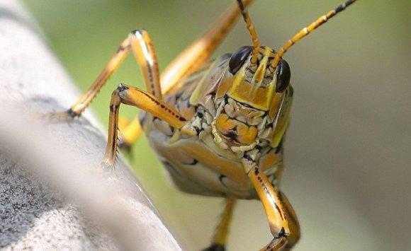 الزراعة: الجراد بالأردن لا يستدعي المكافحة