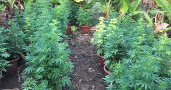 القبض على شخص قام بزراعة الماريجوانا في البادية الوسطى