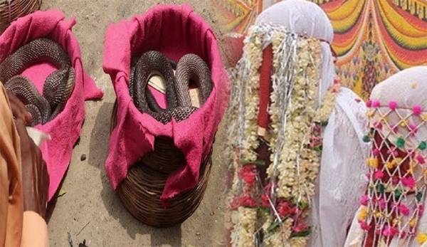 عروس هندية تقدم 21 أفعى سامة لعريسها في يوم الزفاف