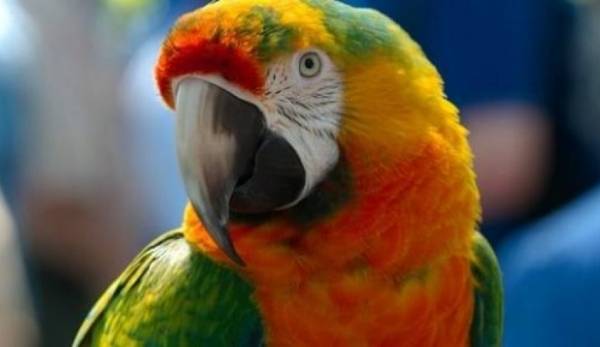 ببغاء يتفوق على طلاب جامعة هارفارد في اختبارات الذاكرة…
