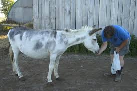 أنثى حمار في كندا تتحوّل إلى نجمة ووسيلة لجمع الأموال