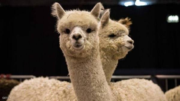 دراسة تؤكد: دماء اللاما تحيّد فيروس كورونا