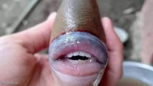 سمكة بملامح بشرية.. وهذا كل ما نعرفه عنها