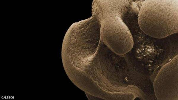 لأول مرة .. اكتشاف بكتيريا تأكل المعادن