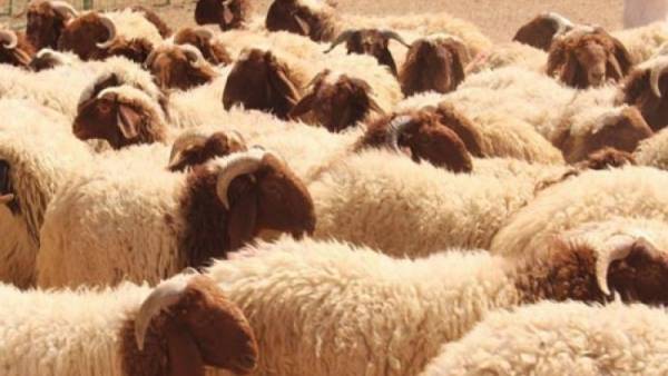 تعميم شروط أماكن بيع الأضاحي