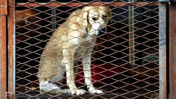 بدء موسم تناول الكلاب في كوريا الجنوبية