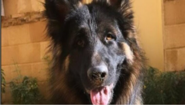 كلب يكتشف جثة امرأة مدفونة قبل سنتين في مشتل ببغداد