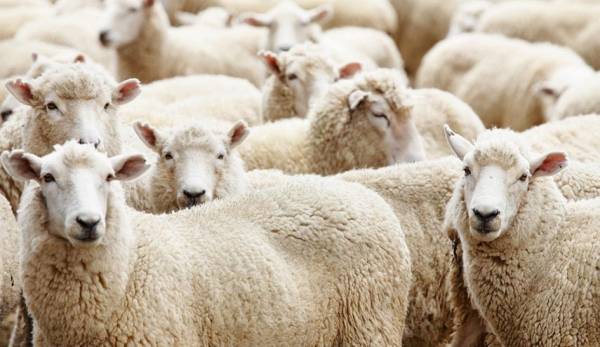نصائح لاختيار الأضحية المناسبة في زمن كورونا