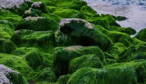 الطحالب أكثر فاعلية من الأدوية ضد كورونا