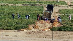 مسودة نظام للعاملين في الزراعة