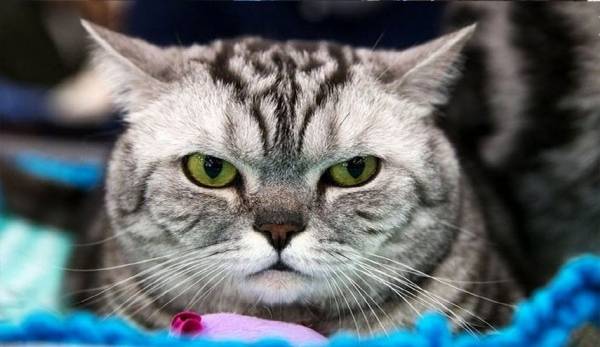 اي نوع من الحيوانات يصاب بكورونا؟