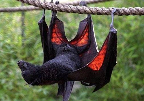علماء: الخفافيش قادرة على التنبؤ بالمستقبل