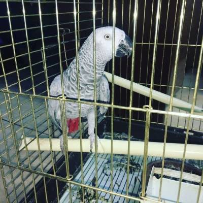 ببغاء ينقذ صاحبه من حريق في المنزل بإنذاره قبل أجهزة الكشف عن الحرائق