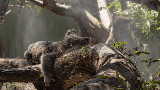 اكتشاف نوعين جديدين من الثدييات في أستراليا