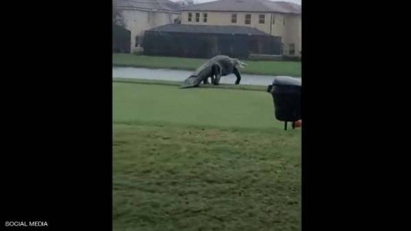 فيديو.. تمساح عملاق يقتحم ملعبا للغولف