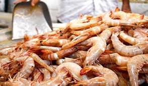 الصين ترصد فيروس كورونا في شحنة روبيان مستوردة