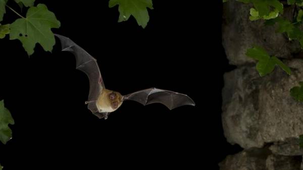 لأول مرة خارج الصين.. العثور على نسختين من فيروس كورونا تشبهان المتسببة بالوباء