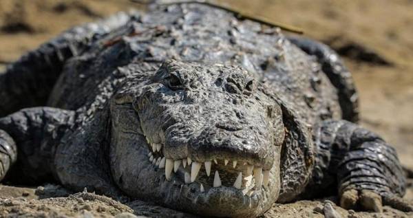 روسيا تخلد تمساح هتلر  صورة