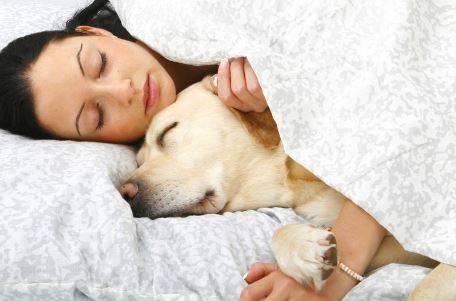 رقود كلبك بسريرك أكثر فائدة من نومك بجانب شريك بشري!