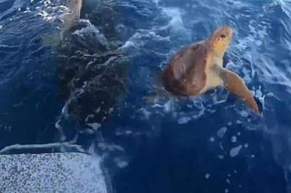 إنقاذ سلحفاة بحرية من بين فكي قرش مفترس في الباهاما .. صور