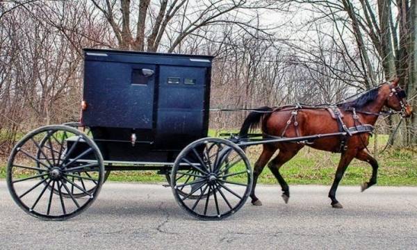 مقتل 3 أطفال بسبب مخالفة حصان لإشارة المرور