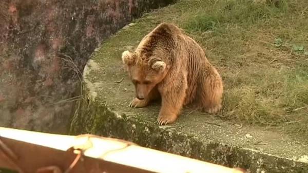 نقل زوجين من الدببة من حديقة حيوان إسلام أباد إلى محمية بالأردن