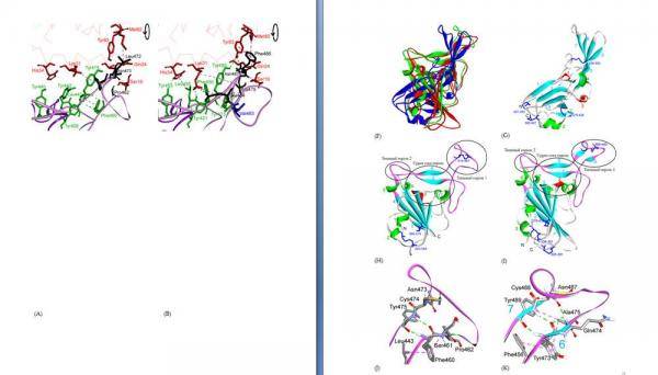باحثون أردنيون: فيروس كورونا يستخدم مناطق مختلفة للارتباط بالمُستقبِل