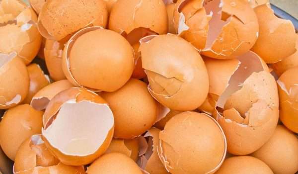 هل سمعت من قبل عن فوائد قشر البيض اكتشفوا فوائده وتعرفوا على طريقة صنع مكمل غذائي بقشر البيض في المنزل