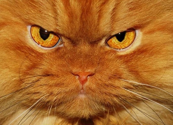 قطة تتصدر مواقع التواصل الاجتماعي بسبب تواجدها في إحدى المحاكم