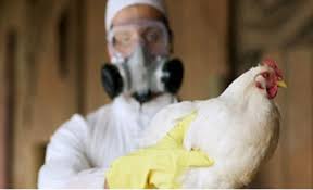 الصحة العالمية تحسم الأمر بشأن تفشي إنفلونزا الطيور