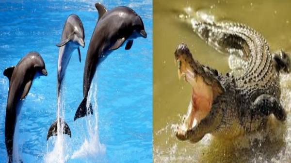 هل تنتصر الدلافين على التماسيح في العقبة .. وماذا ستكون نتيجة تدخل النائب حازم المجالي ؟؟