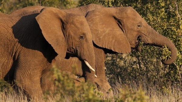 الاتحاد الدولي لحماية الطبيعة: فيلة الغابات الإفريقية مهددة بالانقراض