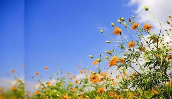 الثلاثاء .. أجواء ربيعية لطيفة في أغلب مناطق المملكة