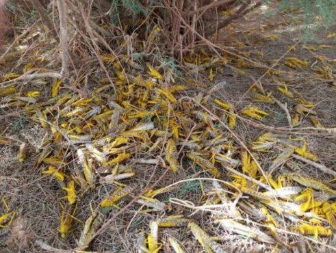 الحنيفات : السيطرة على الجزء الأكبر من الجراد وملاحقة أعداد وصلت للأزرق