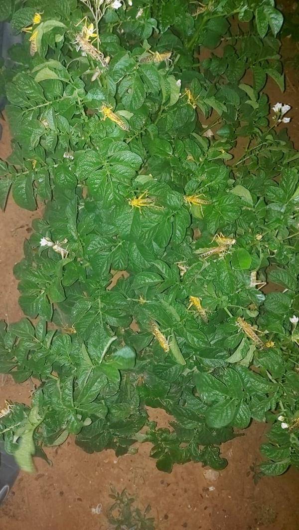 الزراعة: الجراد يصل للمزار وغور الصافي