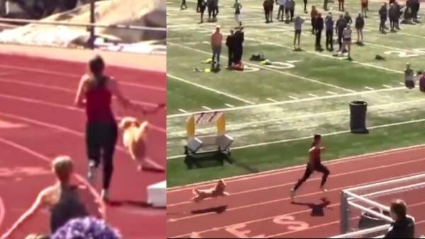 بالفيديو.. كلب يخترق سباق تتابع ويوازي رقما قياسيا